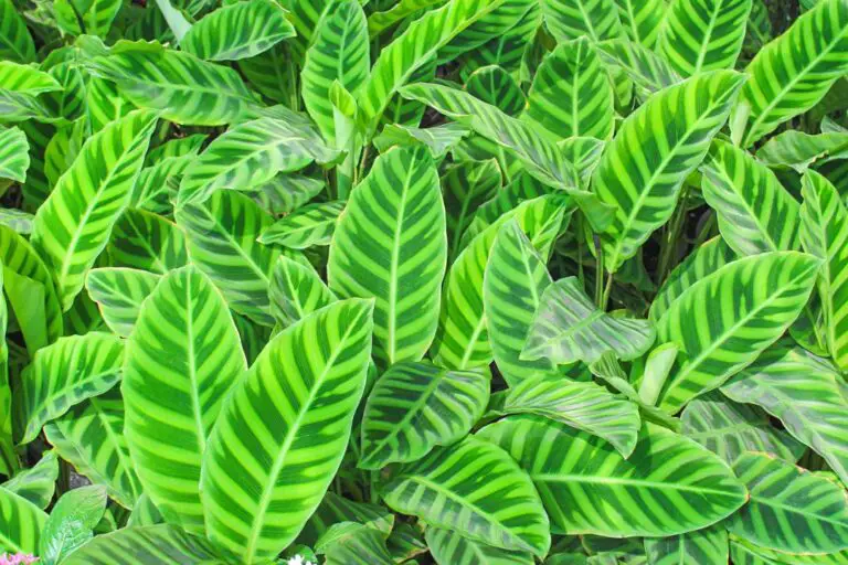 14 Tipos De Calatheas Con Fotos