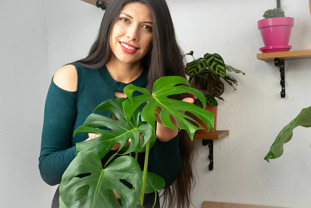 Cuidados De La Monstera Deliciosa Costilla De Ad N