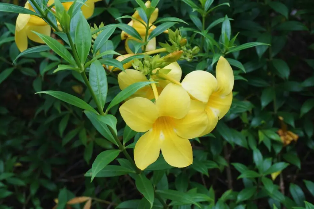 Flor de mantequilla (Allamanda cathartica)