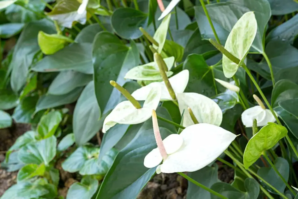 anturios con flor blanca