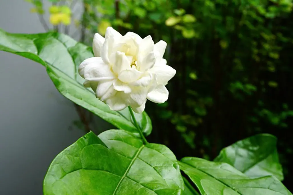 Jasminum sambac