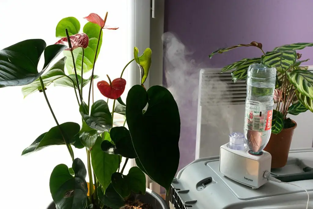 anturio y otras plantas con un humidificador ultrasonico