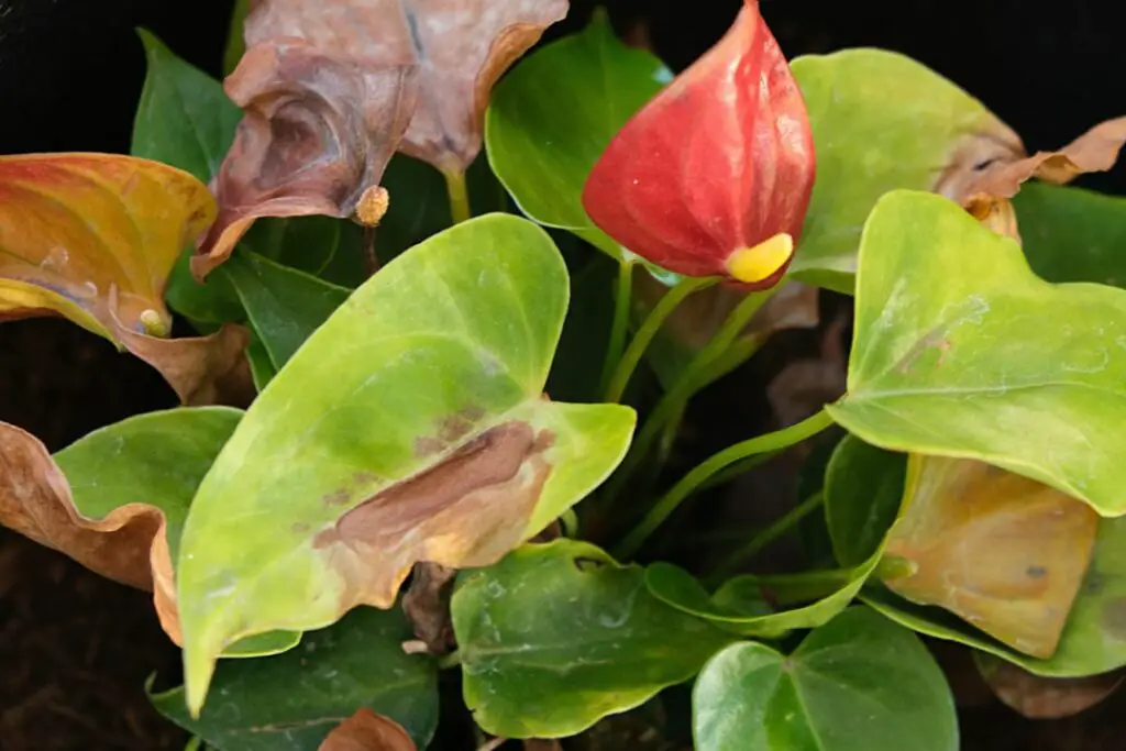 anturio rojo con manchas marrones en sus hojas