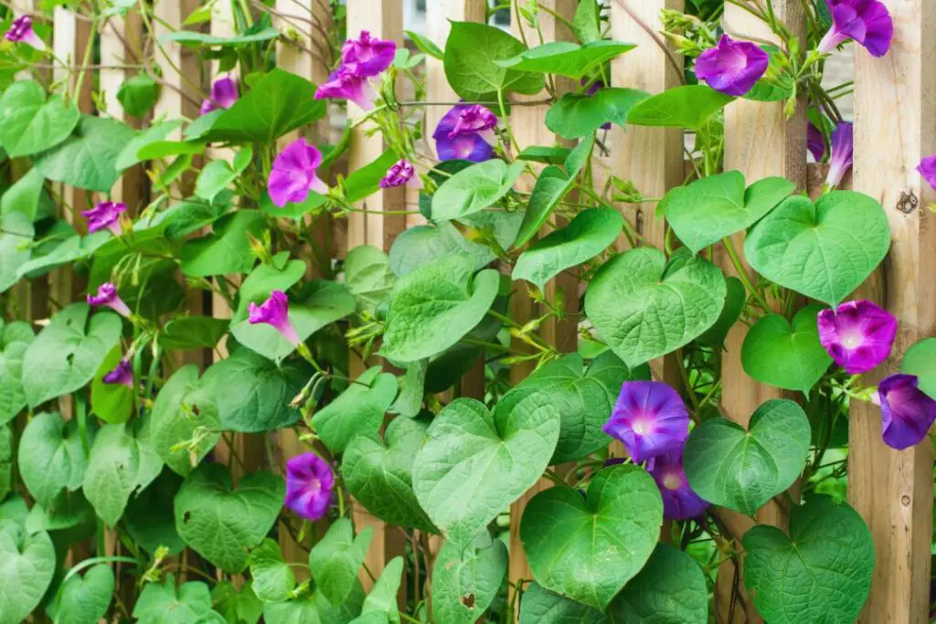 planta enredadora Ipomoea purpurea