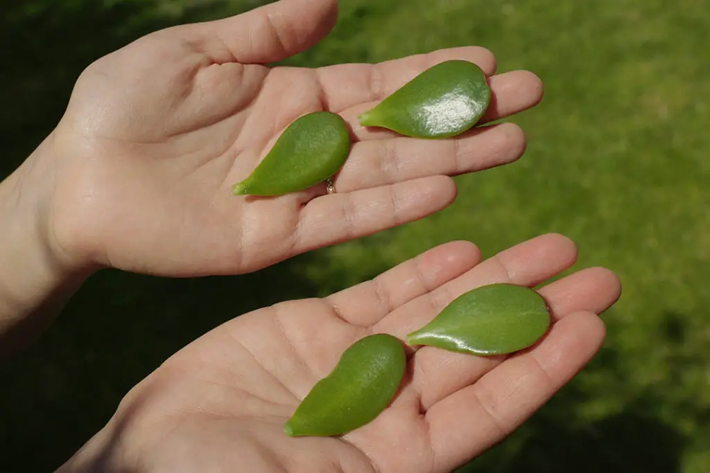 hojas de árbol de jade para reproducir