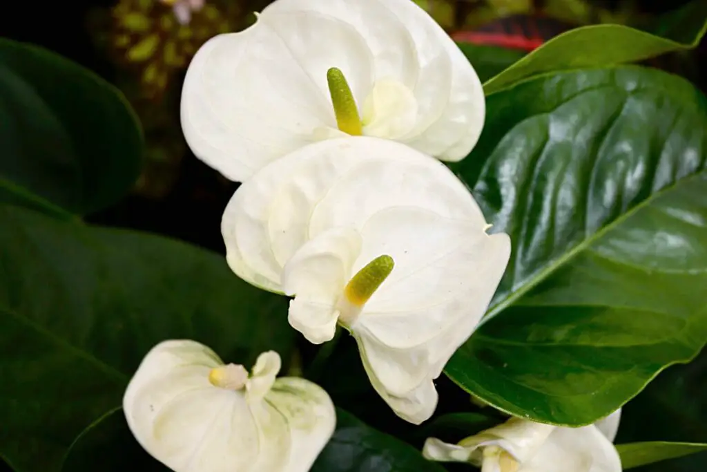 flor de anturio blanco