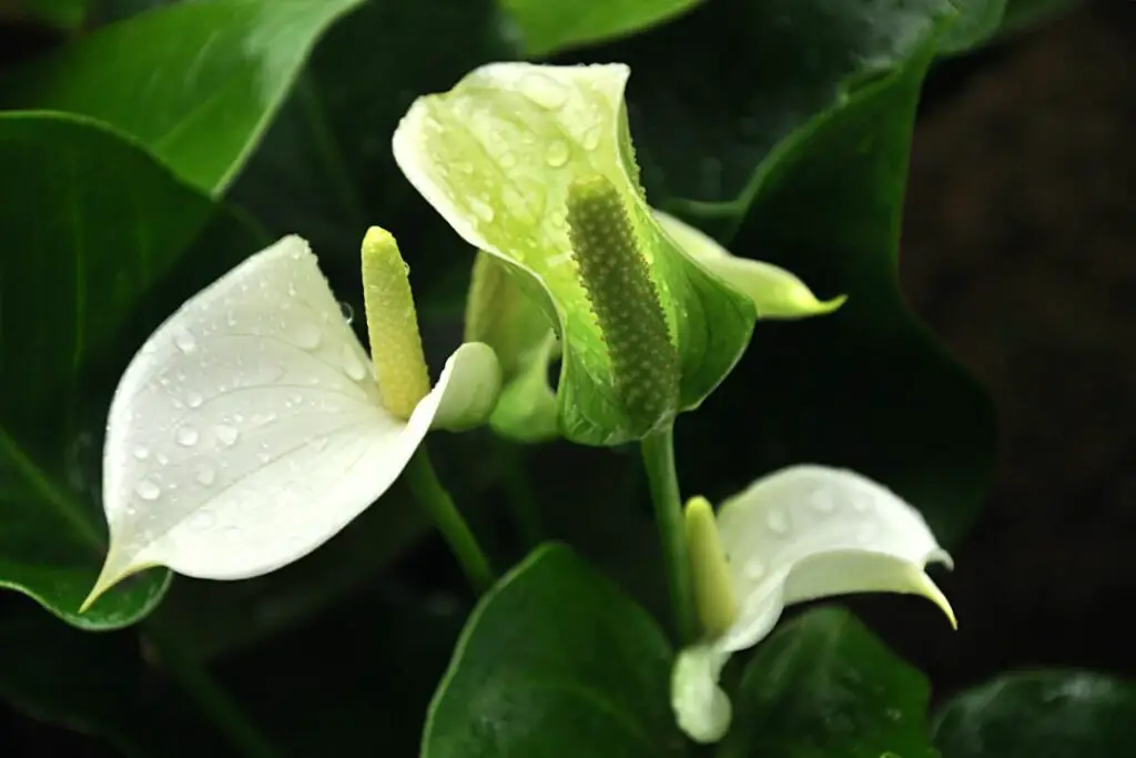 flor de anturio blanco humeda