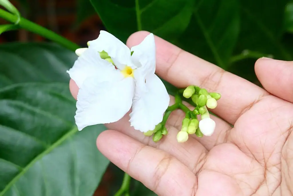 flor de jazmín del cabo
