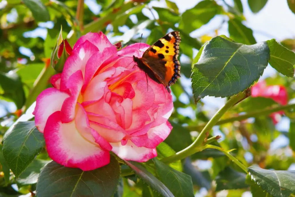 flor de rosal trepador