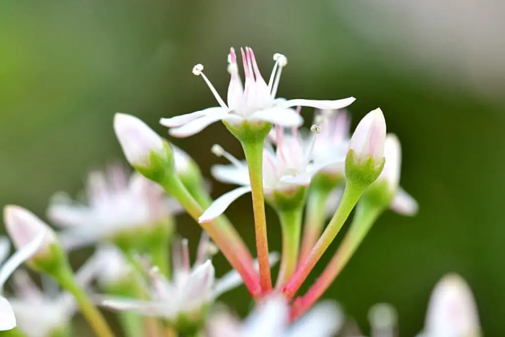 flor de suculenta tipo crassula