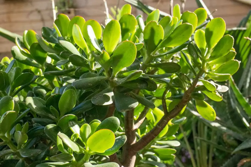 hojas de crassula ovata en el sol