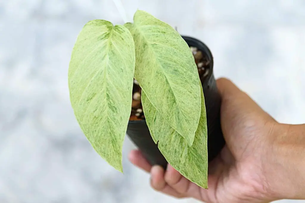 monstera variegata mint