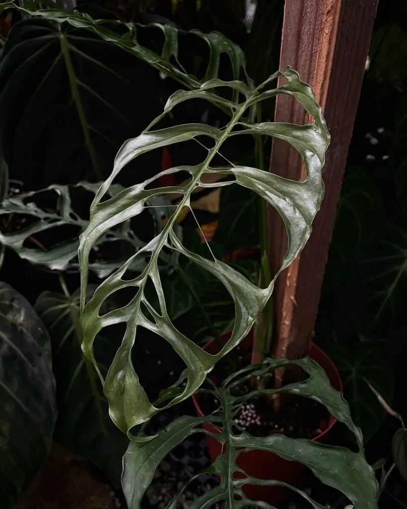 planta monstera obliqua madura